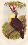 Toucan, 1895