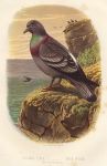 Rock Pigeon, 1895