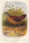 Painted Spur-Fowl, 1895