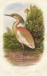 Squacco Heron, 1895