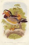 Mandarin Duck, 1895