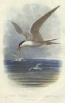 Common Tern, 1895