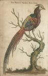 Painted Pheasant from China, 1752