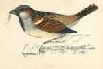 Sparrow, 1870