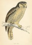 Hawk Owl, 1870