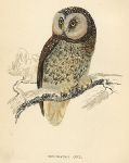 Tengmalm's Owl, 1870