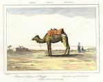 Arabia, Camel, 1843