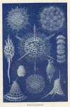 Radiolarians, 1895