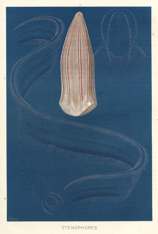 Ctenophores, 1895