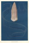 Ctenophores, 1895