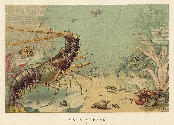 Crustaceans, 1895