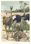 Ostriches, 1895