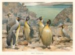 Giant Penguins, 1895
