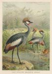 East African Balearic Crane, 1895