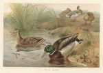 Wild Duck, 1895