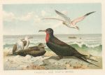 Frigate & Tropic Birds, 1895
