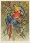 Macaws, 1895
