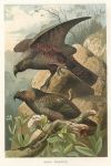 Kaka Parrots, 1895