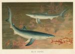 Blue Shark, 1895