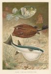 Globe Fish & Coffer Fish, 1895