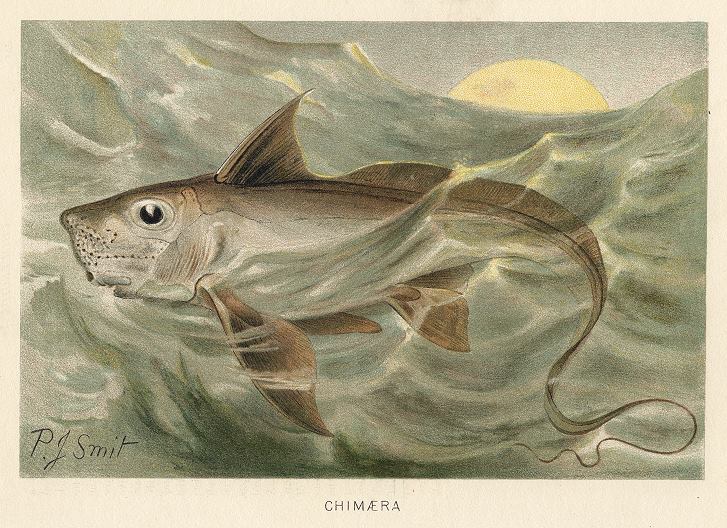 Chimaera, 1895