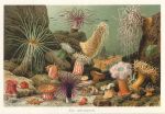 Sea Anemones, 1895