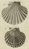 Shells - Lesser and Red Scallop, 1760