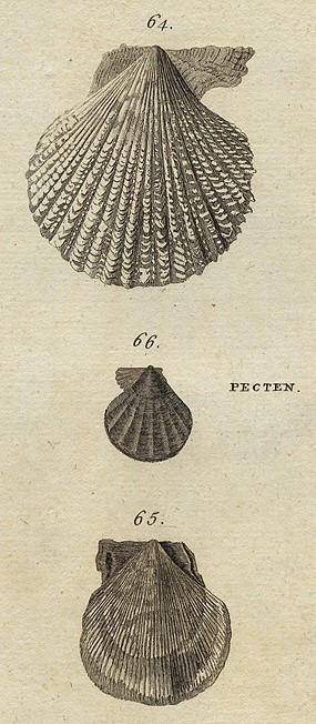 Shells - Variagated, Writhed & Worn Scallop, 1760