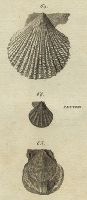 Shells - Variagated, Writhed & Worn Scallop, 1760