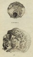 Shells - Larger Anomia, adheres to Oysters, 1760