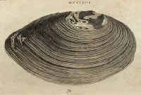 Shells - Swan Mussel, 1760