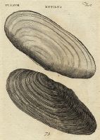 Shells - Duck Mussel, 1760
