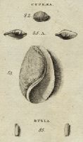 Shells - Common Cowrie, Wood, Cylindric and Open Dipper, 1760