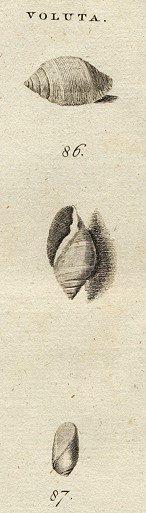 Shells - Oval & Jona Volute, 1760