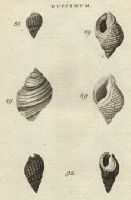 Shells - Brown & Massy Whelk, 1760