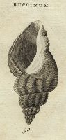 Shells - Waved Whelk, 1760