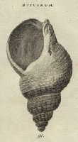 Shells - Striated Whelk, 1760