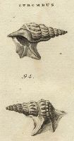 Shells - Corvorant's Foot Strombus, 1760