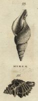 Shells - Urchin & Horny Murex, 1760