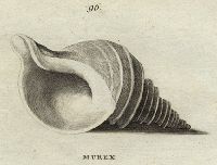 Shells - Angulated Murex, 1760