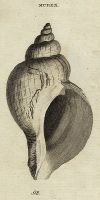 Shells - Despised Murex, 1760