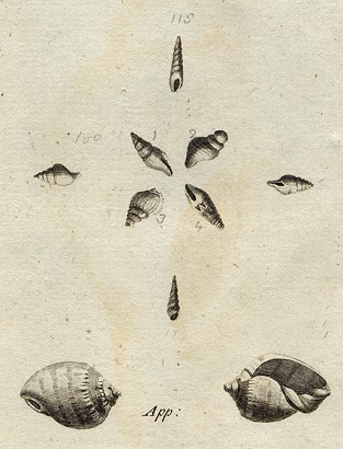 Shells - Buccina & Murices, 1760
