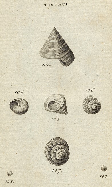 Shells - Livid, Cornule, Umbilical, Tuderculated & Land Top, 1760