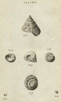 Shells - Livid, Cornule, Umbilical, Tuderculated & Land Top, 1760