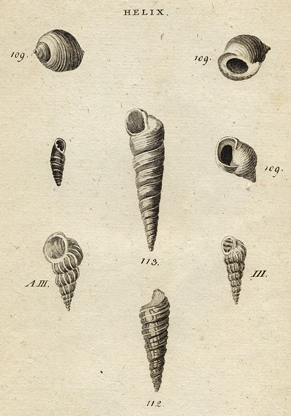 Shells - Wreaths, 1760