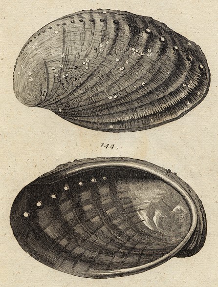 Shells - Tuberculated Haliotis, 1760