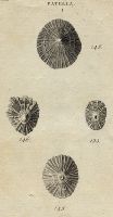 Shells - Common, Flat & Striated Limpets, 1760