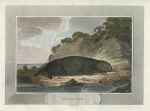 Sea Otter, 1806