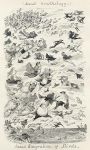 Social Ornithology, Annual Migration of the Birds, 1845