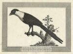 Magpie of New Caledonia, 1810